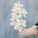 Орхидея Цимбидиум белая с доставкой