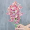 Орхидея Цимбидиум розовая с доставкой