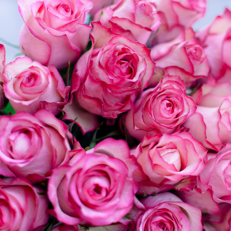 Букет из 25 роз Carousel (Эквадор) с доставкой