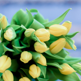 25 жёлтых тюльпанов купить