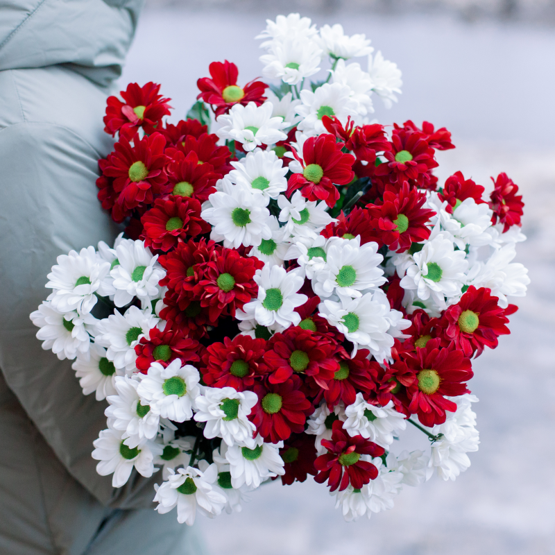 Букет из 15 кустовых красных и белых хризантем с доставкой