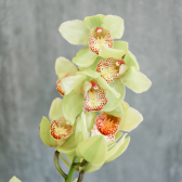 Орхидея Цимбидиум зеленая с доставкой