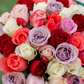 51 разноцветная роза (Кения) купить