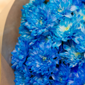 Букет из 9 голубых хризантем(с упаковкой) заказать