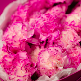 Букет из 25 розовых гвоздик(с упаковкой) заказать