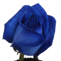 Синяя роза с доставкой