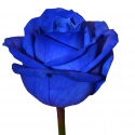 Синяя роза купить