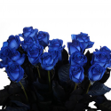 Синяя роза заказать