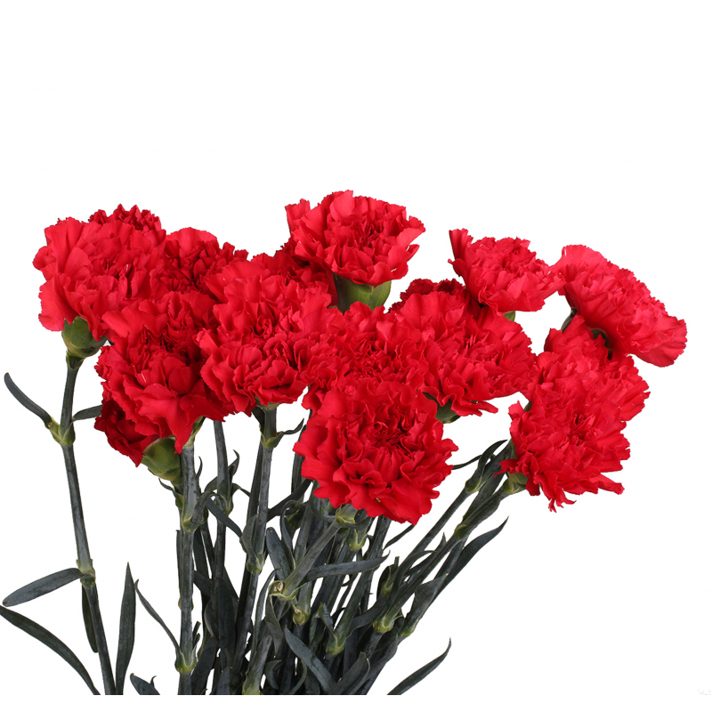 палас гвоздика красный. гвоздика селект. гвоздика москва. гвоздика москва. гвоздика мемориез.