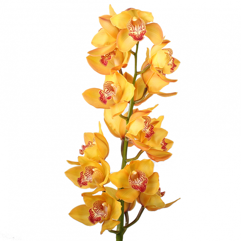 Орхидея Цимбидиум желтая с доставкой