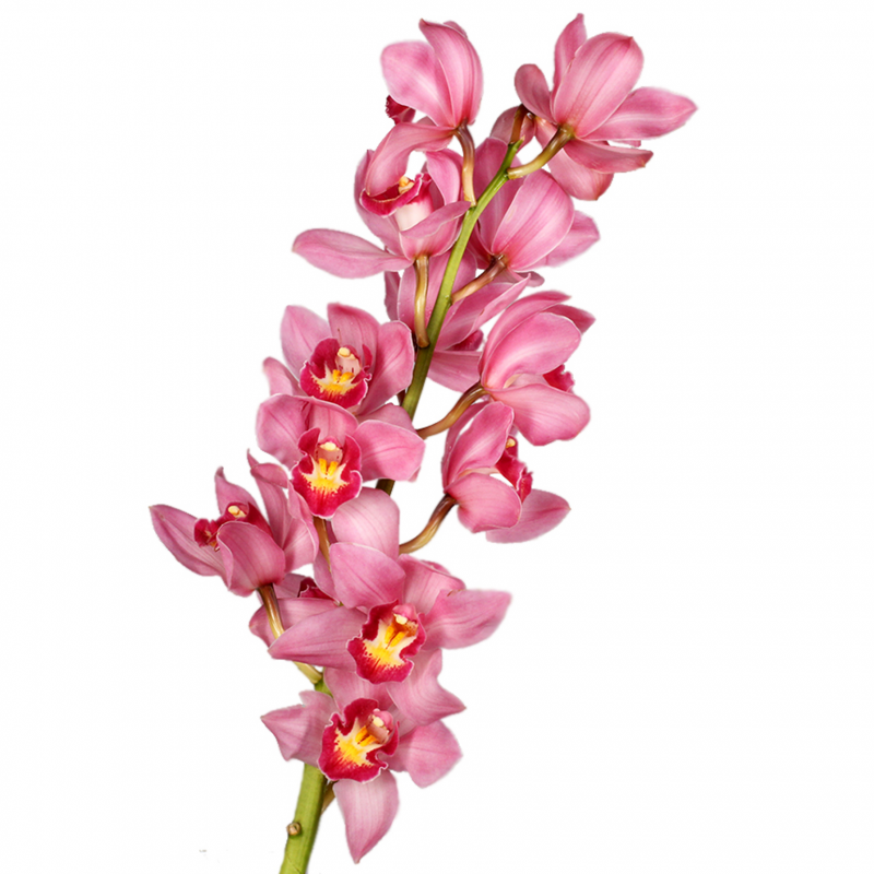 Орхидея Цимбидиум темно-розовый с доставкой