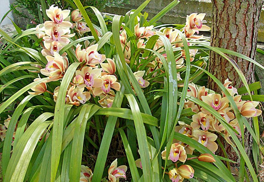 Что вы знаете об орхидеях цимбидиум?